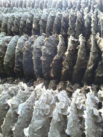 Les huitres Lagarres sont produites de façon rigoureuse pour donner des huitres de qualité
