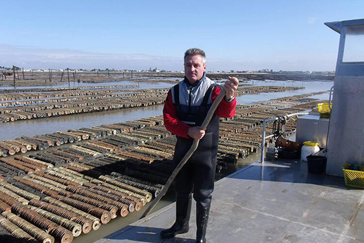 Producteurs d'huitres et de crevettes dans le bassin de Marennes-Oléron