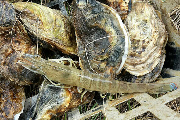 Découvrez le goût unique de la crevette impériale produite dans la ferme Lagarre